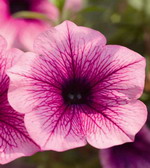 Сурфиния Пинк Вейн